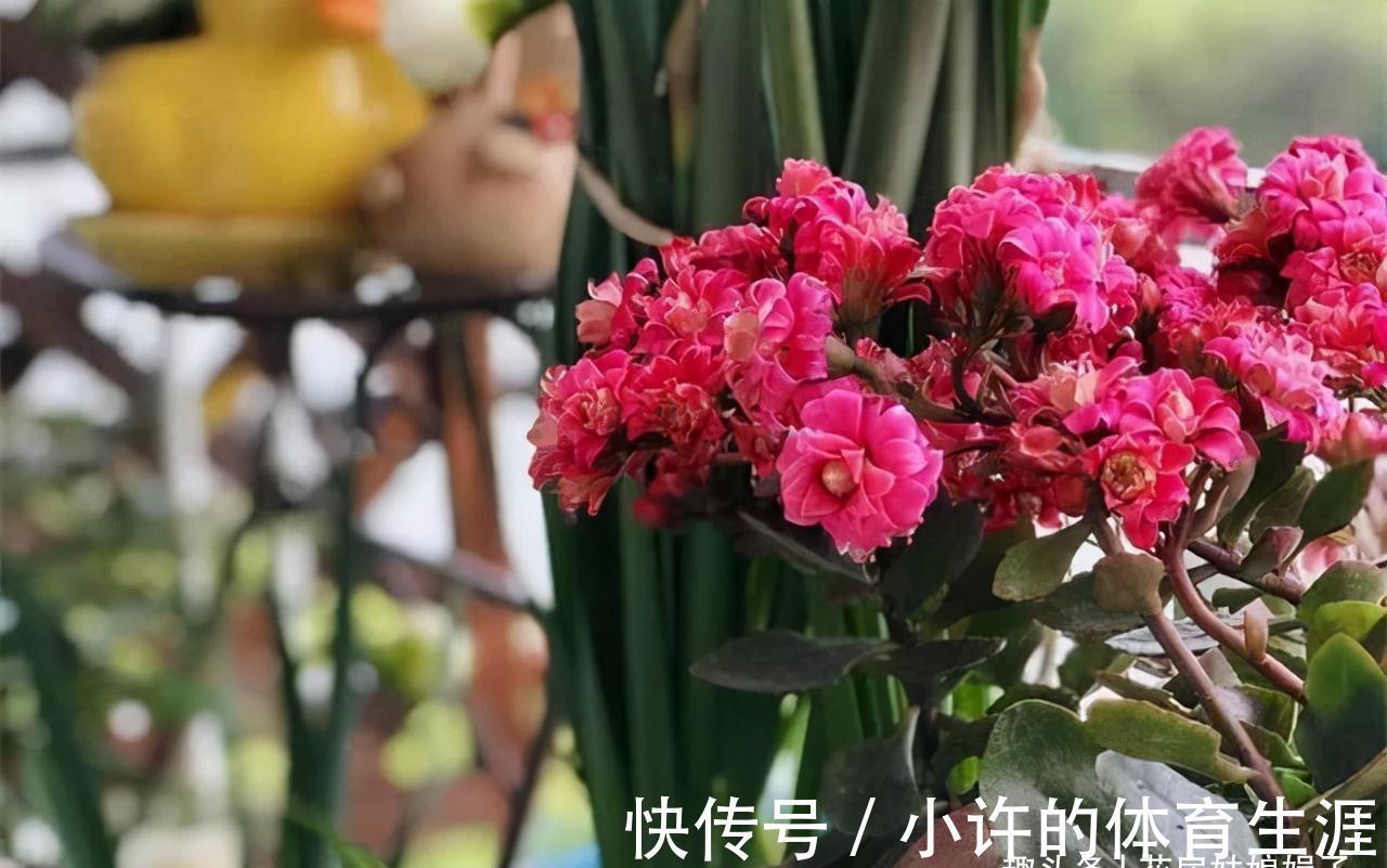 长寿花的花期到了,做好这6个方面,花苞密密麻麻,花朵开满了盆