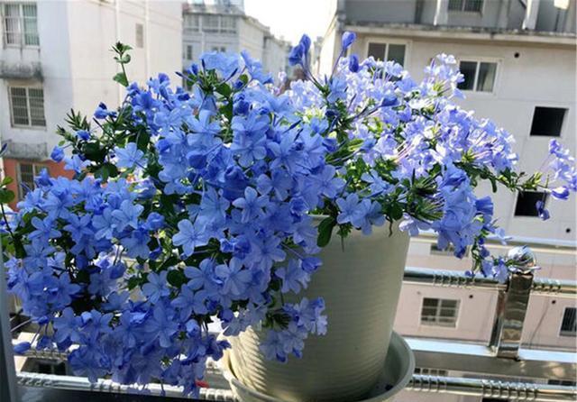 “飞速”生长的5种花,适合“急性子”,半年打造阳台花园