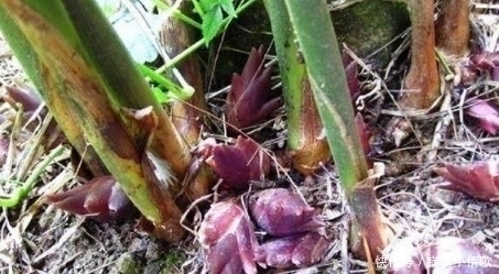 农村|这个植物一般长在农村，出口日本成抗癌佳品，做菜非常棒！