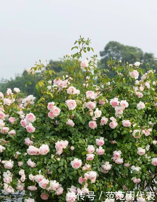 天狼说月季丨花苞透色了?别愣着呀,这些活你都做了吗