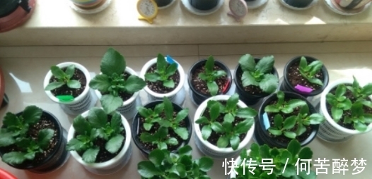 修剪掉的长寿花枝叶该不该扔,怎么处理好?