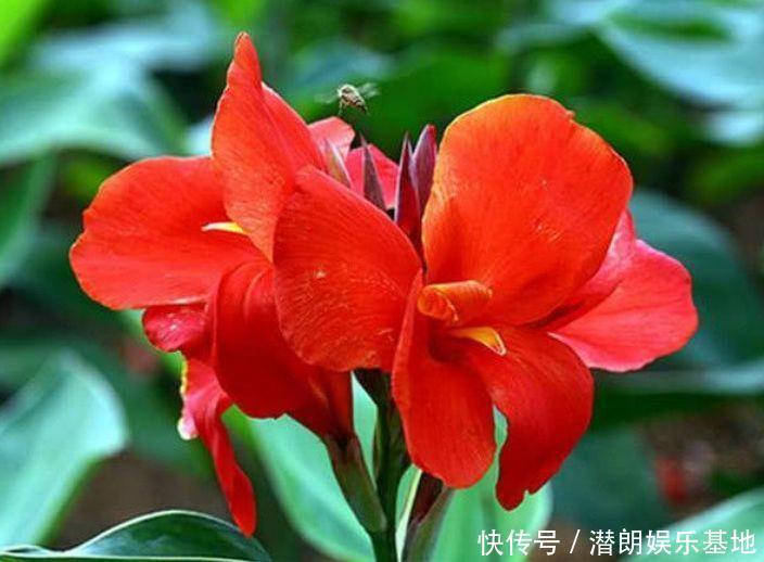 养花就养这几款,全年开花不停,养成一片花海新手也能养活