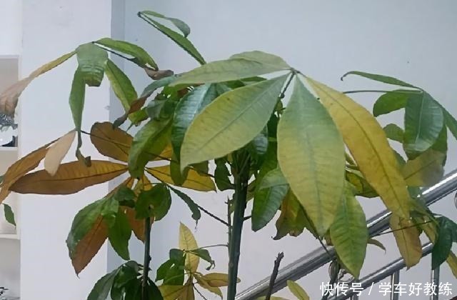 懂花的人,都不在客厅养“5种花”,会被人笑话,家里有的快处理!