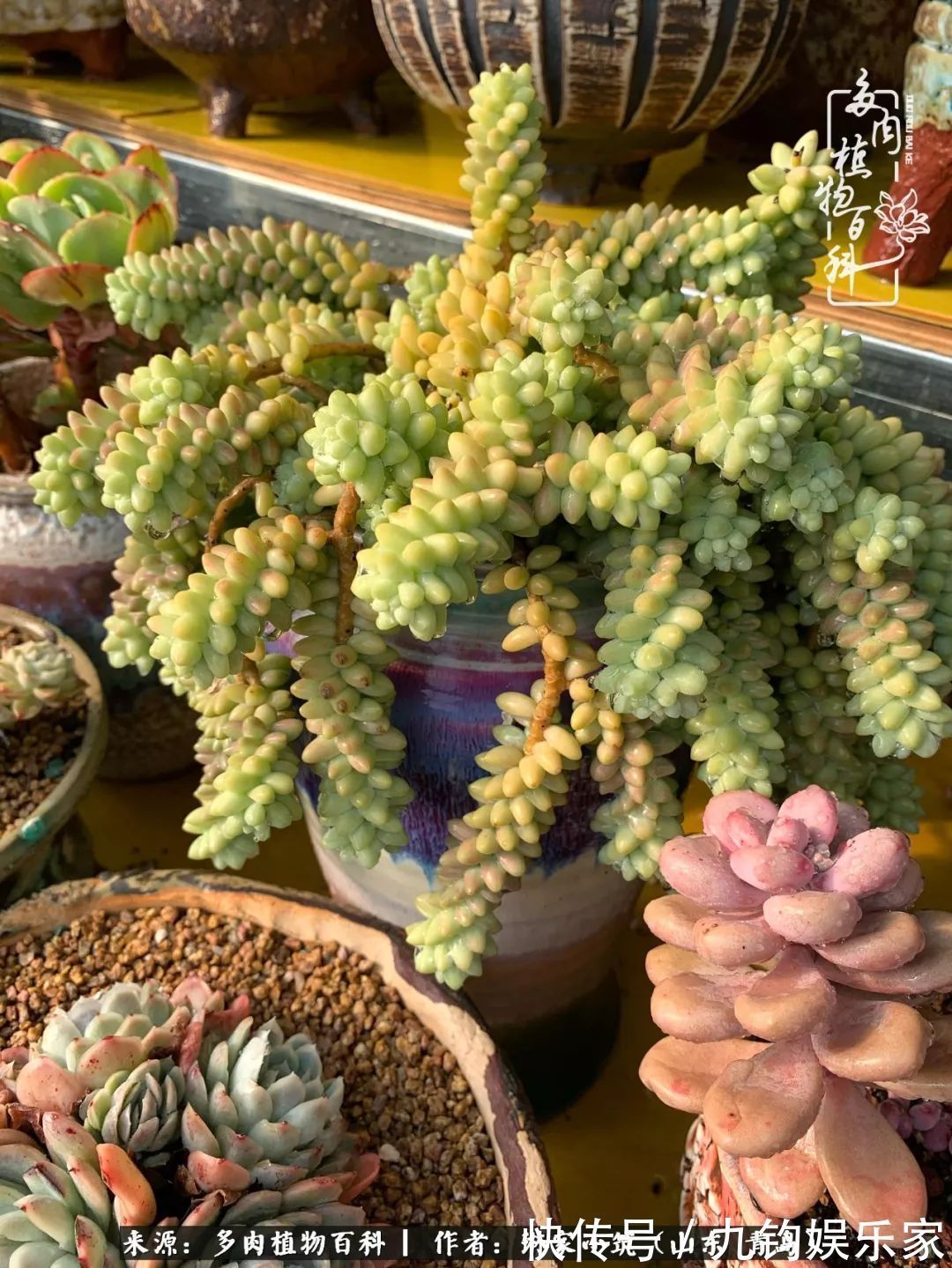 多肉住进暖棚,坦然越冬,放肆浇水,这个冬天有点甜!