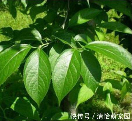 次生代谢物|农村老年人常泡的降压药材—杜仲叶,降血压、抗炎症功效,前景好