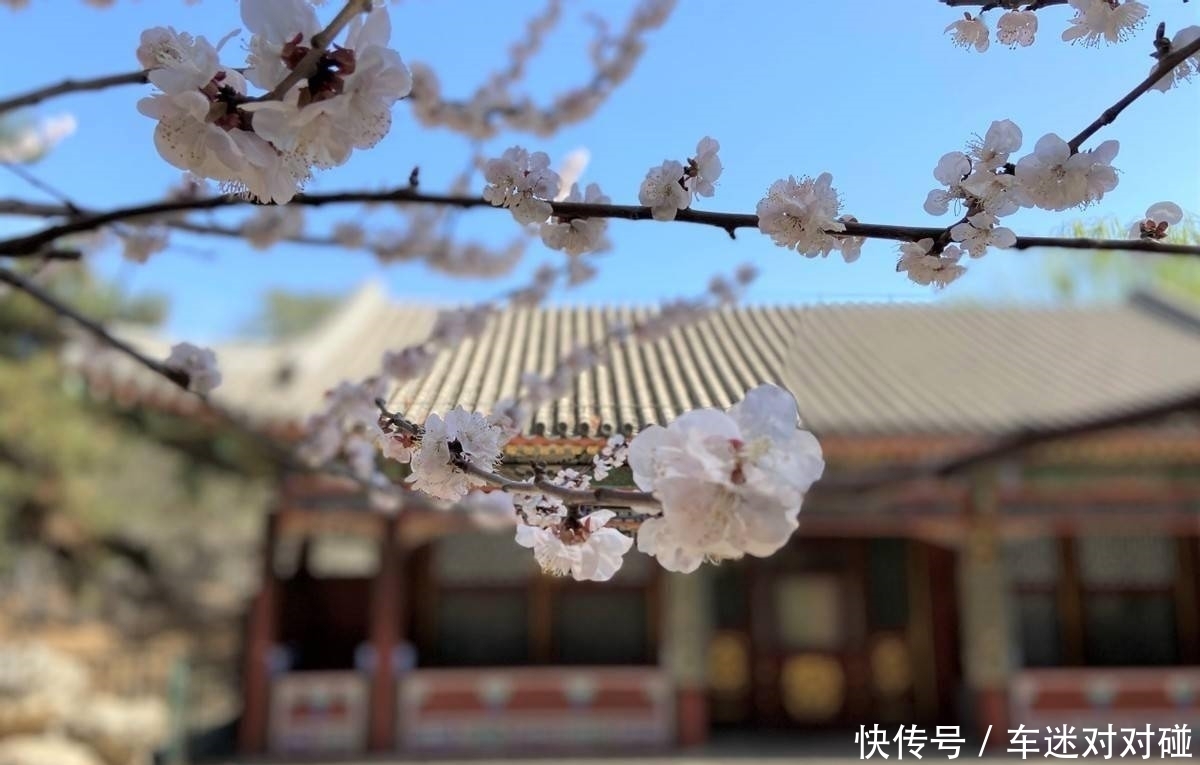 颐和园：花开，花落