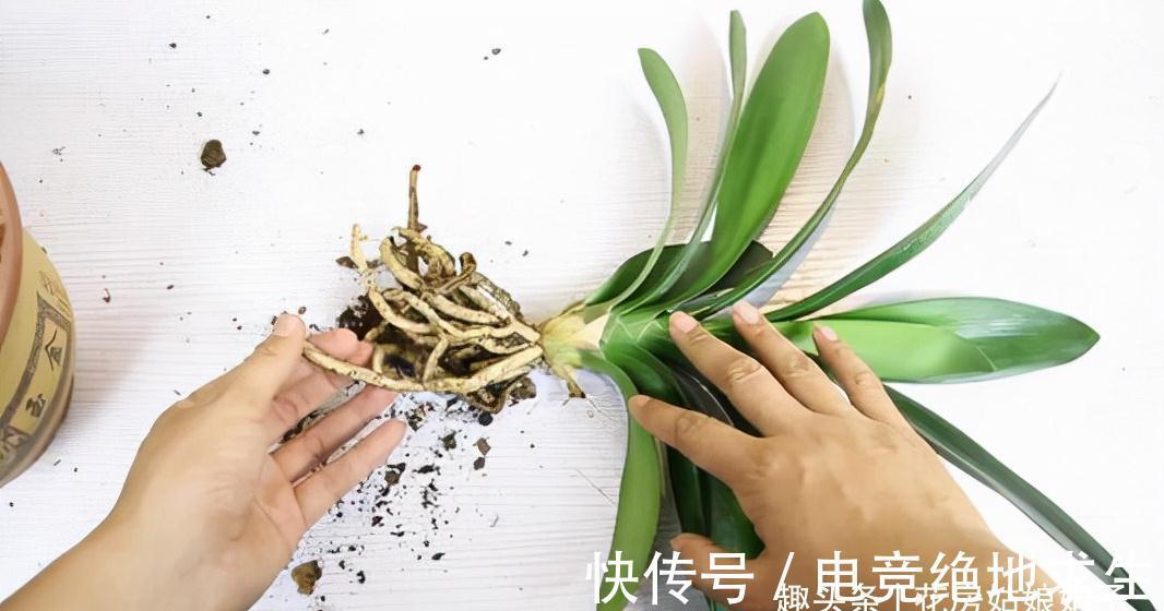植料|君子兰养好养坏,不光要学会分辨,还要知道养好它的关键在哪里?