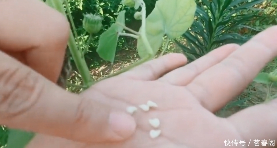 以前农村娃抢着吃的野果,剥开后果肉像白芝麻,越吃味道越香