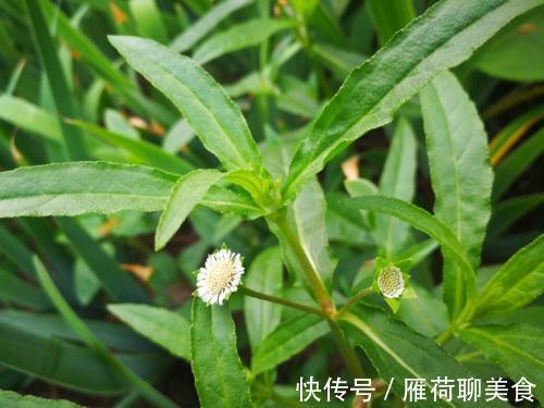 慢性肝病|10味名字带“草”的中药，是治肝病的良将！（涨知识）