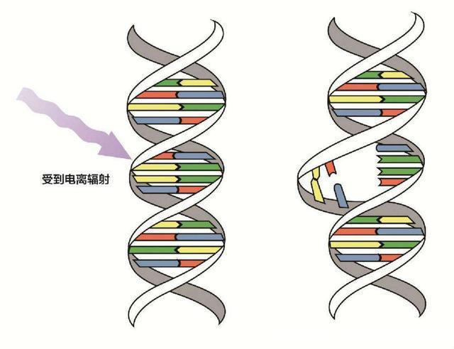 为什么把种子送上太空再下来种，种出来的东西比较大？