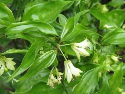 一种民间草药,10大妙用法,搞定跌打损伤、风湿骨痛等10种常见病