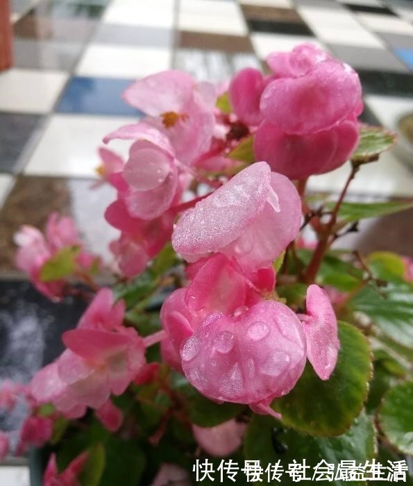 长春花|5种花,开花时间超长,养一盆一整年都开花!