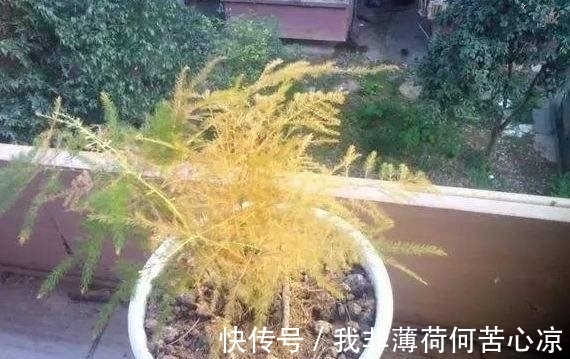 菊花|农历十一月大雪过后,养什么花?家里养3种花,幸福快乐万事顺意