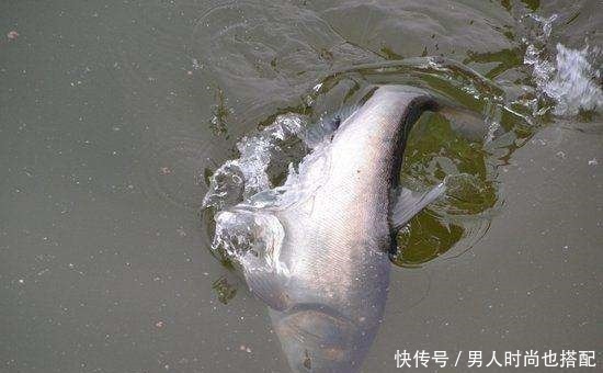 串钩|常见的四种鲢鱼钓法，有三种已经不让用了