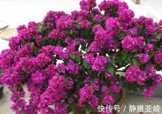 小白根|三角梅、蟹爪兰生根慢,只需套上“塑料袋”,15天能长出小白根