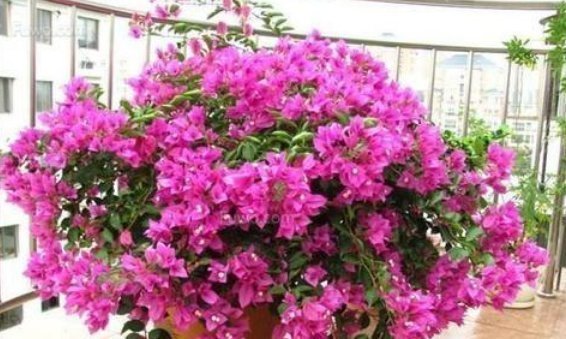 3种花喜欢晒太阳,越晒长越旺,只见花朵不见叶,拦都拦不住!