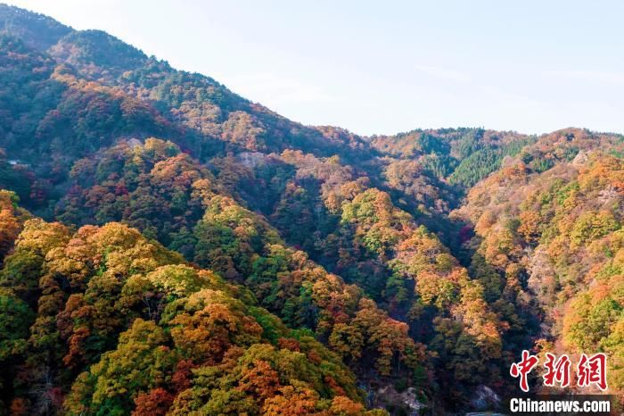 左山|大别山区安徽金寨：秋色惊艳 层林尽染