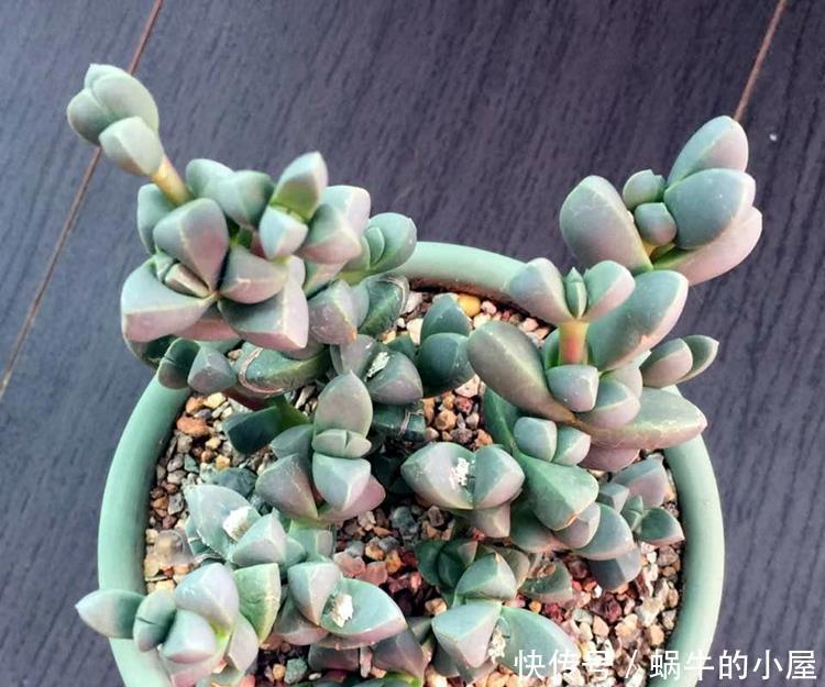 阳台上|如何快速养成鹿角海棠,学会这几点就好