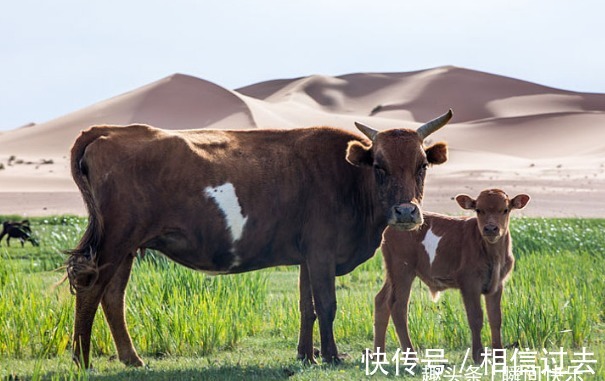 生肖|属牛人下半年运势如何？最佳合作伙伴是谁？可助你生财有门