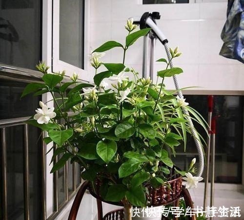 茉莉花不用花钱买，家里有一盆变出好多盆，全靠这一招！