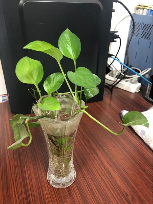 绿萝|土培养不活的花,直接丢水里,7天长出大白根