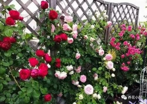 家里没有阳光,不要去养3种花,养了也不开花