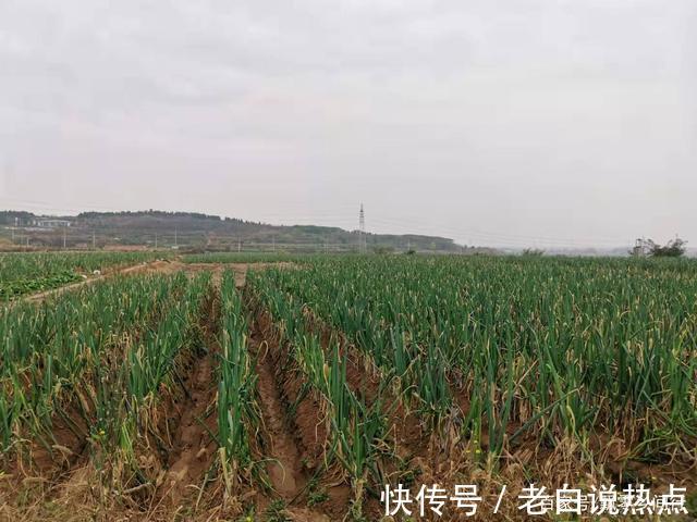 苗发勇|济南章丘大葱价格高,葱农们很无奈,看看他们说的