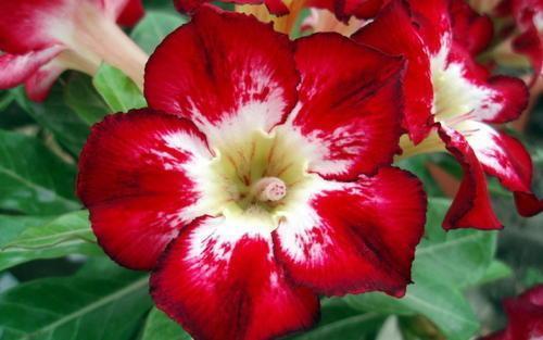 沙漠玫瑰到了花期，怎么尽快开花首先这几点要做好