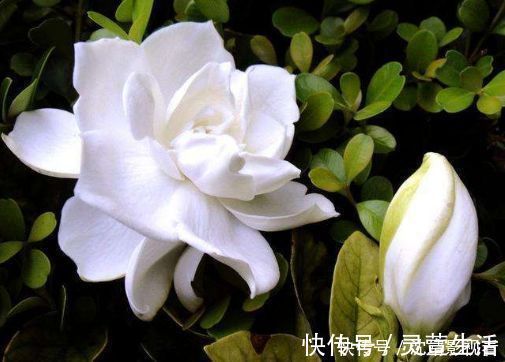 养花|养花就养个花期长的,花开满盆,个个开成大花球,开花一茬接一茬