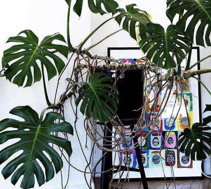 金边吊兰|室内盆栽植物,选花卉不如养绿植,这4款堪称一绝