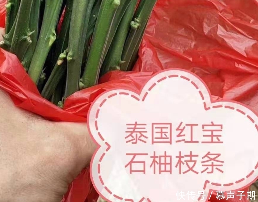 泰国|一个柚子卖两百元,泰国红宝石柚子与其它柚子的区别在哪里?