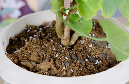 拿这4样“颗粒”养花，预防烂根问题、增肥，切记注意“分寸”