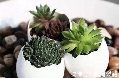 花盆|除了花盆之外,这些东西也是绝佳的养花神器,你用过吗?