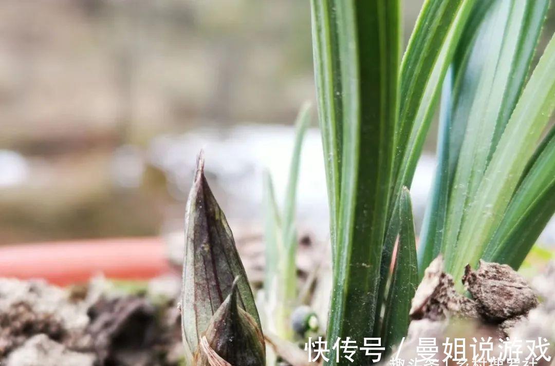 这样制作兰花植料,兰花不会烂根,花苞也更饱满