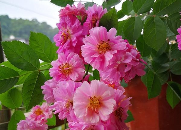 此盆栽花期超长,全年开花,花香沁人心扉,开花娇艳惹人爱