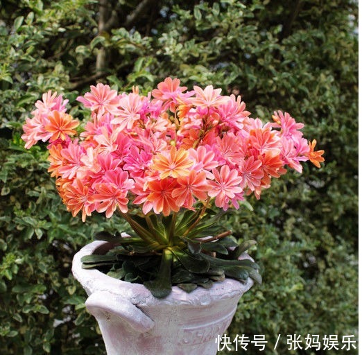 别再养绿萝吊兰了,以下盆景花美又好养,花色很绚丽,四季有花赏