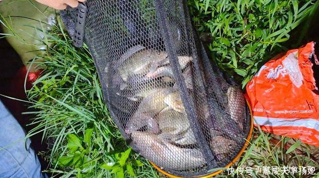 清道夫|这2种鱼已成功“入侵”我国,吃货也束手无策,钓到该如何处理