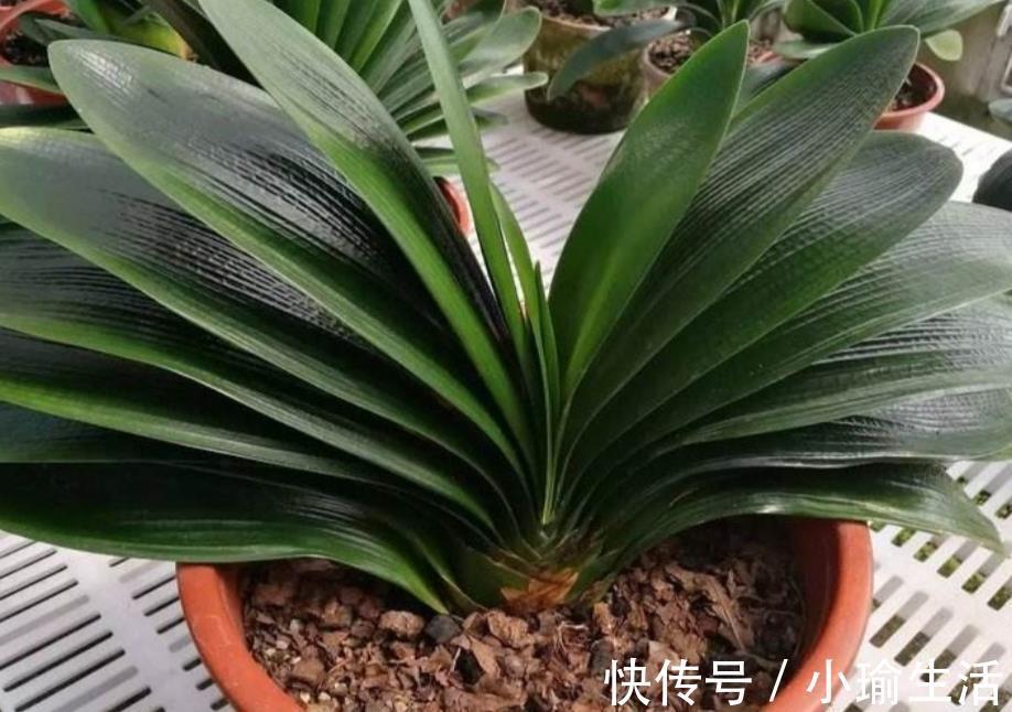 自来水|君子兰天热要休眠，状态越来越差？坚持2不要，安全度夏