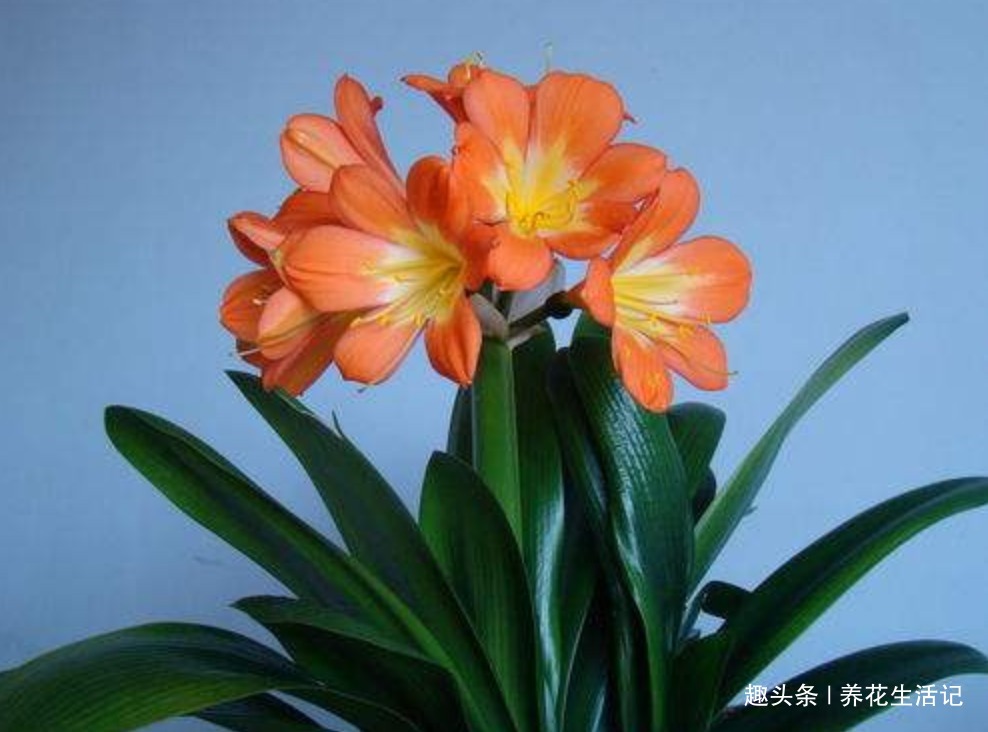 用“壳”养君子兰,根系健壮繁多,开花简单叶子绿!