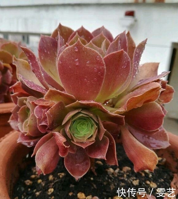 肥料|肉友往土里加“这个”,多肉蹭蹭长个儿!