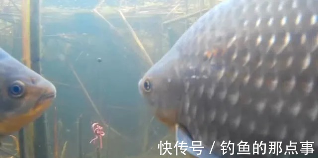 表层|冬天钓鱼,依据风向找鱼窝,找对了就是大鲫鱼连杆