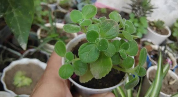 花友们这10种漂亮的花，很快就发芽长根、爆盆开花又招财气！