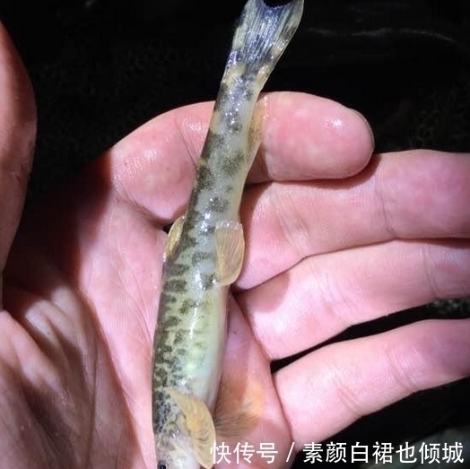 小伙钓鱼,大丰收,晚上妻子开心的打开鱼笼,瞬间给笼子甩的老远