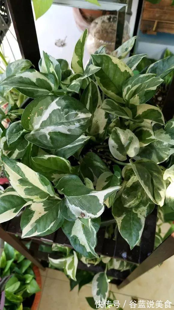 塑料瓶扔了太可惜！用来养绿萝，效率高，成活快，一养一大片！