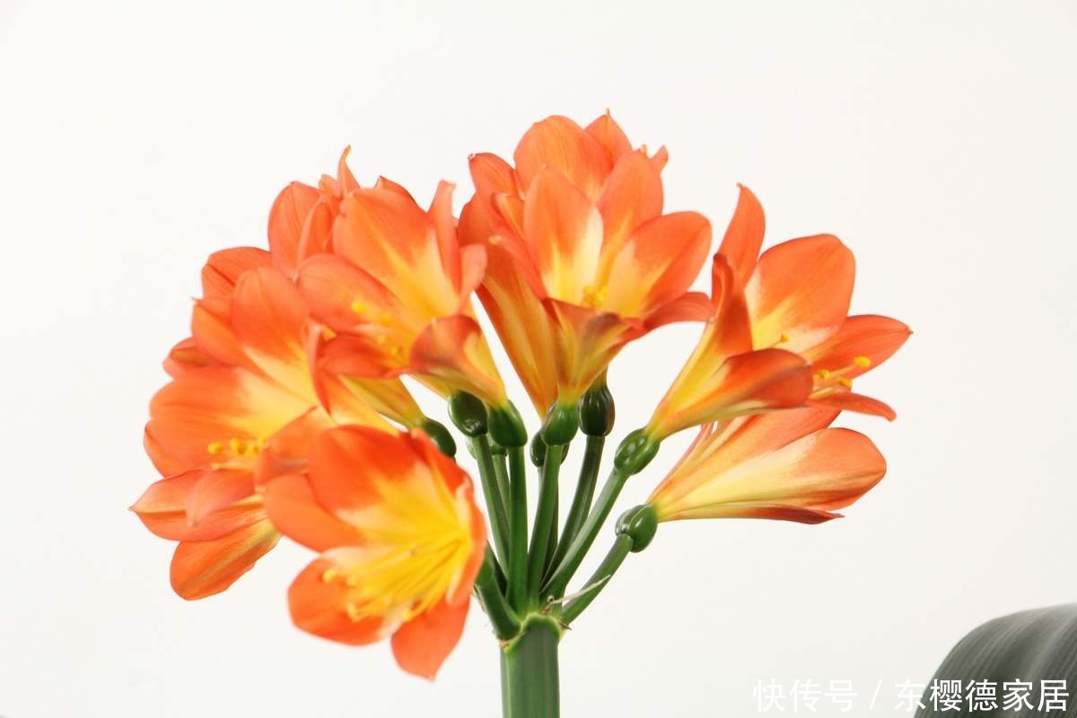 家里君子兰不开花?这4点做不好,容易黄叶还烂根!