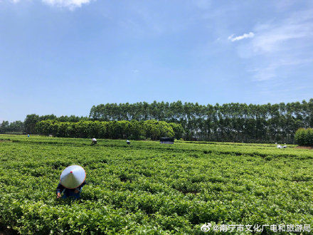 舌尖|舌尖上的非遗——横县茉莉花茶