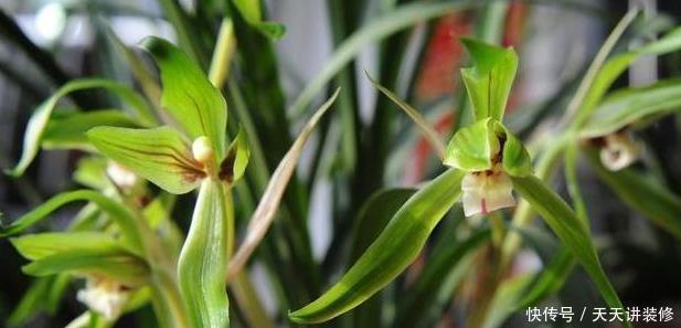 都需要春化|兰花春化需要多长时间,温度大概是多少?