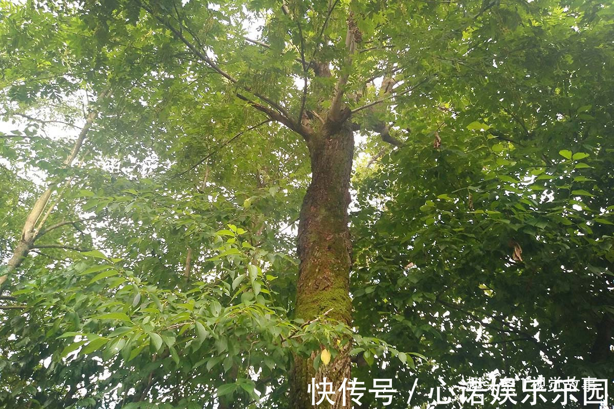 楼房|山村楼房装修豪华，门前堆满柴火，2个儿子3年没回家