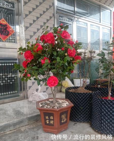 植株|忘了绿萝吊兰吧,此花皮实好养,一开就是200多天,值得拥有