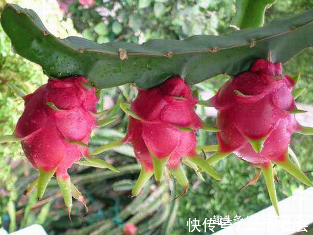 想吃|长在农村墙头的野果，酸甜可口，想吃还得看缘分，有钱也难买到